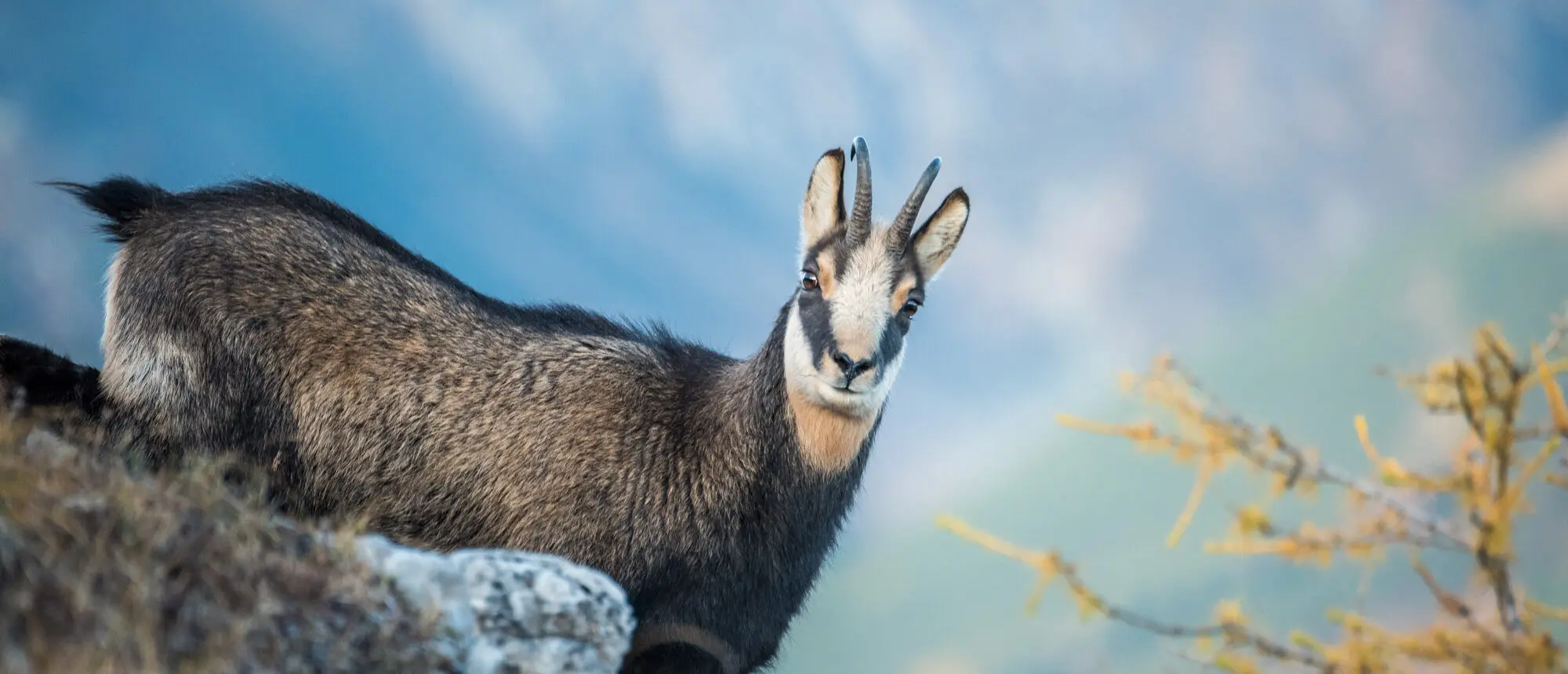 Randonnée regarde un chamois !